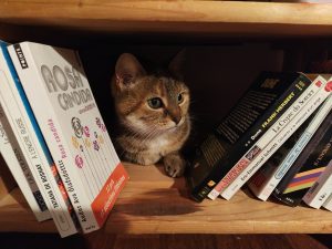 Chat au milieu des livres dans une étagère